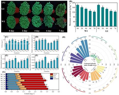 Codonopsis pilosula seedling drought- responsive key genes and pathways revealed by comparative transcriptome